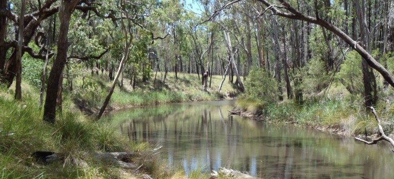 barakula state forest