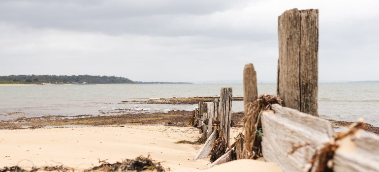 best things to do in balnarring going to the balnarring beach