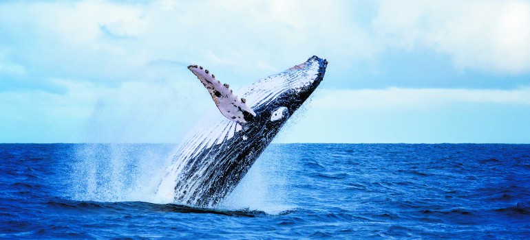 best things to do in eden going to a whale festival