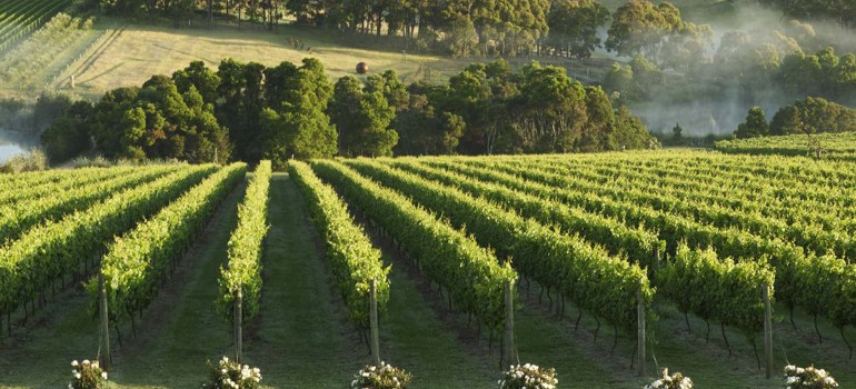 best wineries in mornington peninsula