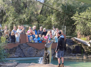 billabong zoo koala & wildlife park