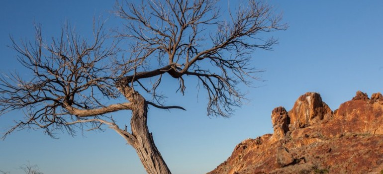 bimbowrie conservation park