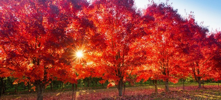 bright autumn festival