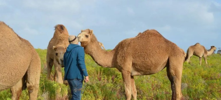 camel farm in robe