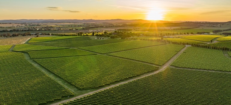 cowra vine region