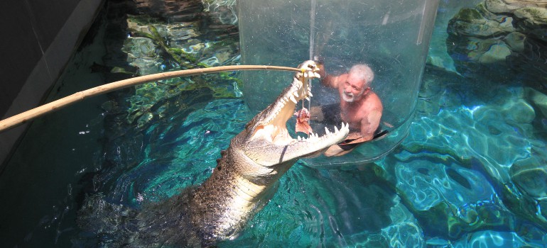 crocosaurus cove things to do in darwin
