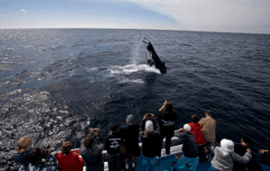 cronulla whale watching