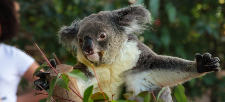 cute coala in cooberrie park wildlife sanctuary