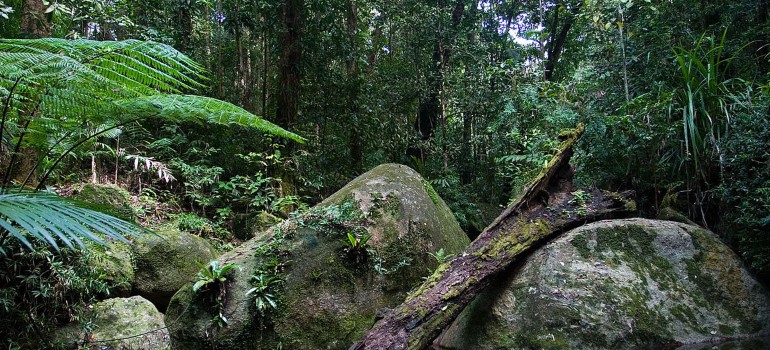 daintree national park port douglas