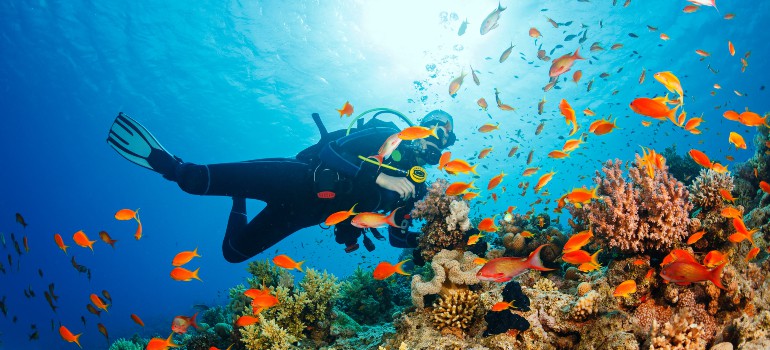 diving in mornington peninsula