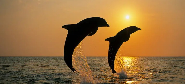 dolphins swimming in port stephens