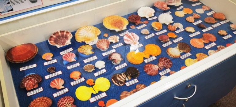 fun yeppoon things shell world yeppoon