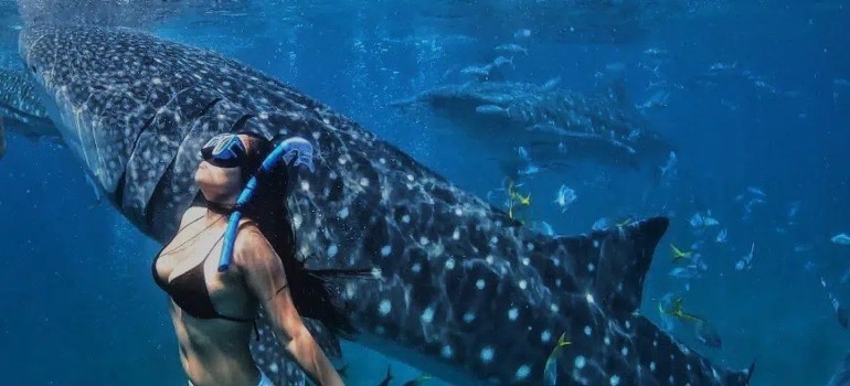 girl swimming with a whale shark in coral bay
