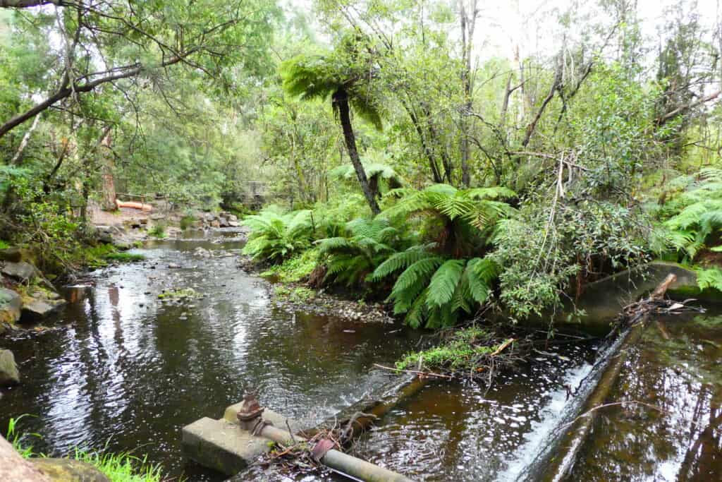 healesville