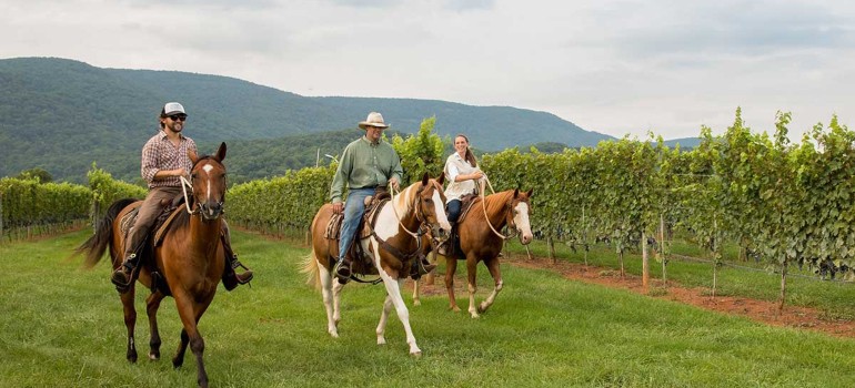 horseback winery tour in rosebud