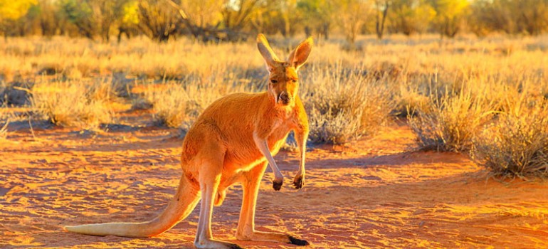 kangaroo in yarra glen