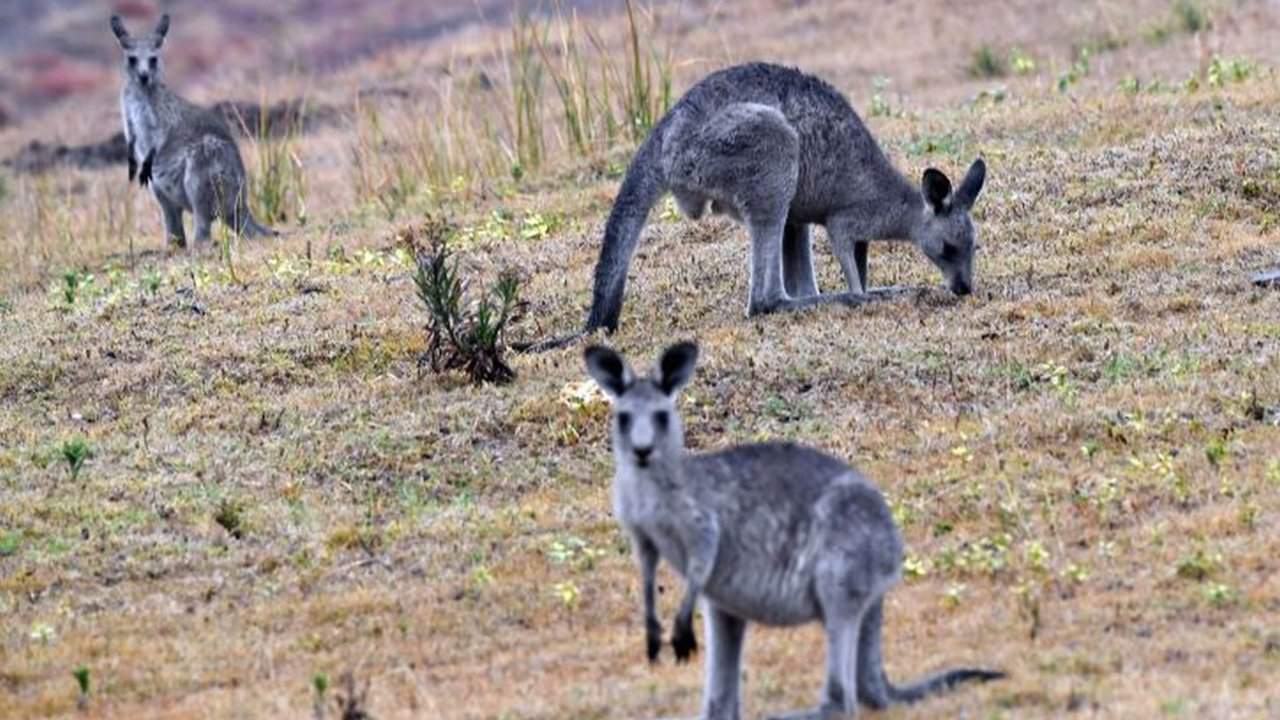 kangaroos in moreton bay