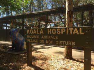 koala hospital