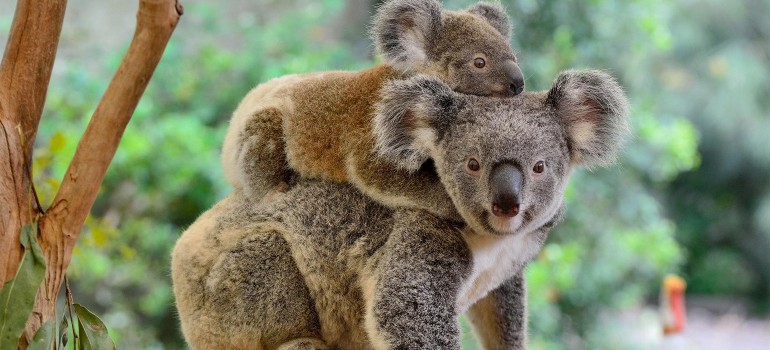 koala sanctuary