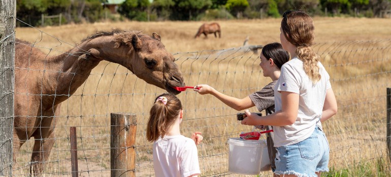 mansfield zoo victorian high country