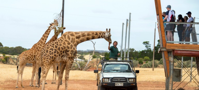 monarto zoo things to do in murray bridge