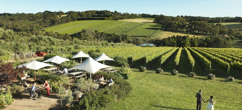montalto vineyard & olive grove
