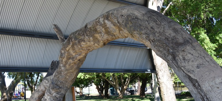 old gum tree