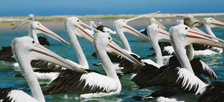 pelican plaza at the entrance