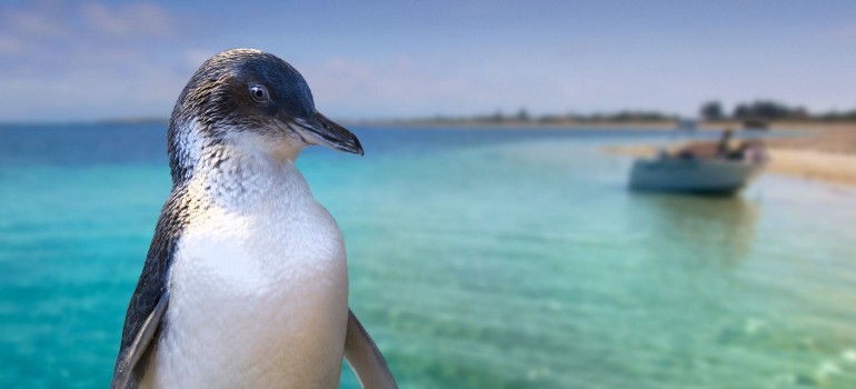 penguin island rockingham