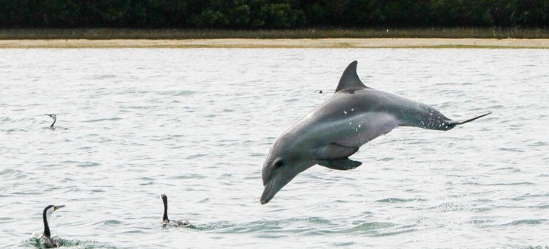 port adelaide and dolphin sanctuary