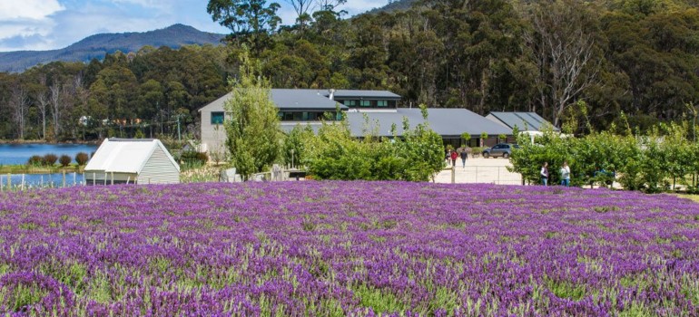 port arthur lavender farm