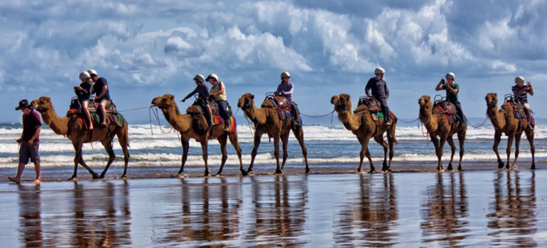 port stephens camel ride things to do in nelson bay