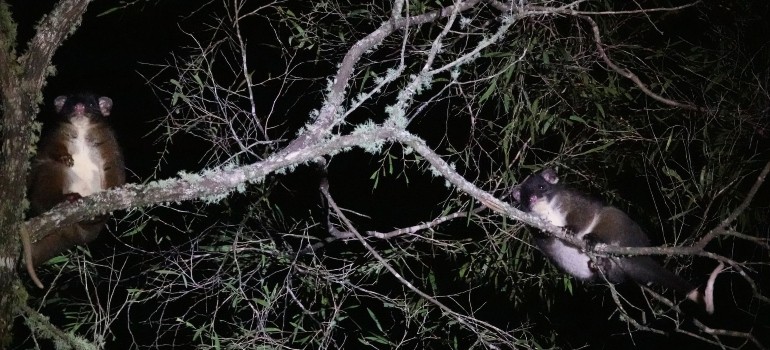 possum spotlighting trail in bussleton