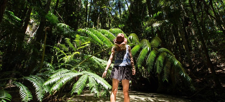 rainforest trails in fraser island