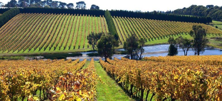 red hill vineyard