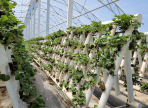 ricardoes tomatoes and u pick strawberry farm