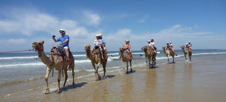 ride a camel around anna bay in port stephens