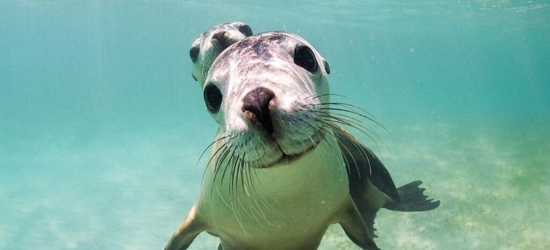 sea lions in jurien bay