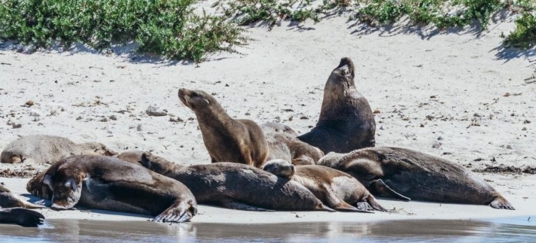 seal island things to do in rockingham