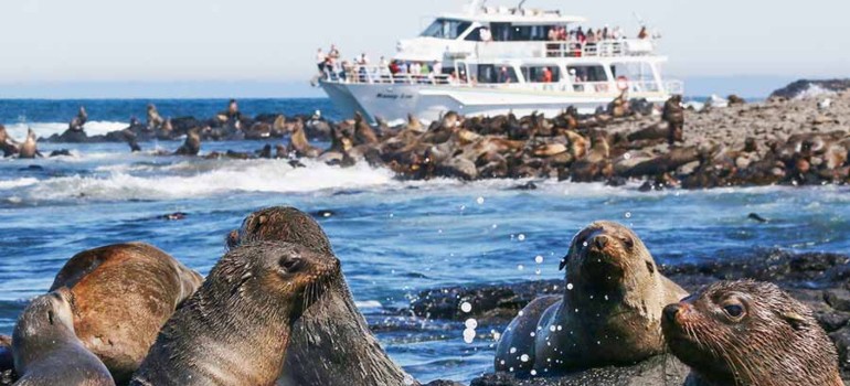 seal watching cruise