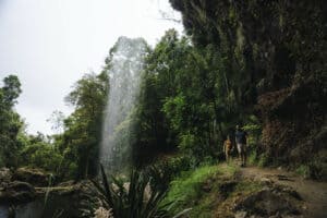 springbrook national park