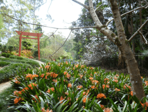 tamborine mountain botanic gardens
