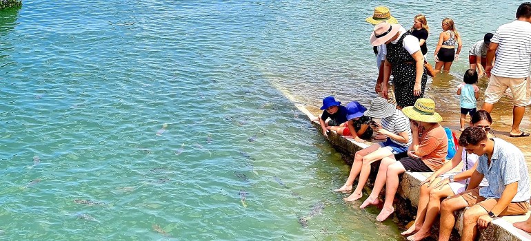 things to do in darwin visiting aquascene