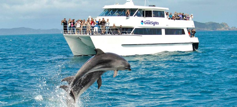things to do in jervis bay going on a dolphin cruise