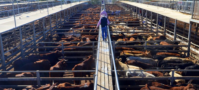 things to do in roma going to the roma cattle saleyards
