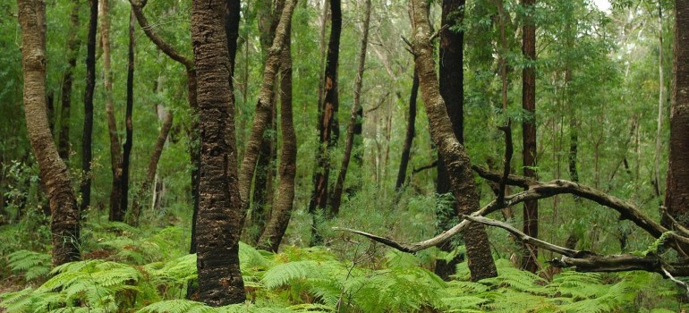 ulladulla wildflower reserve