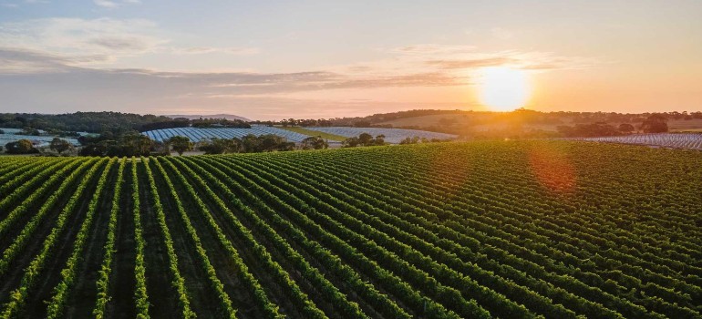 vineyard in dromana