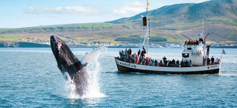 whale watching 