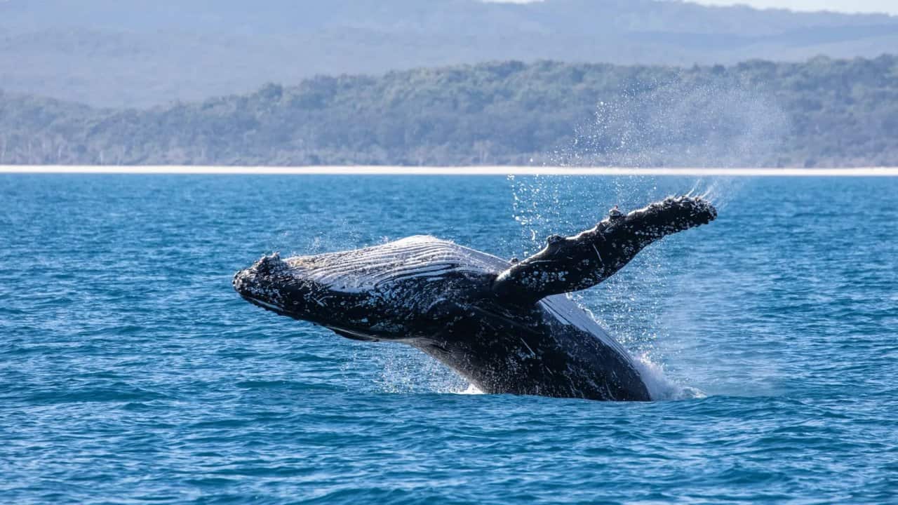 whale watching in moreton bay