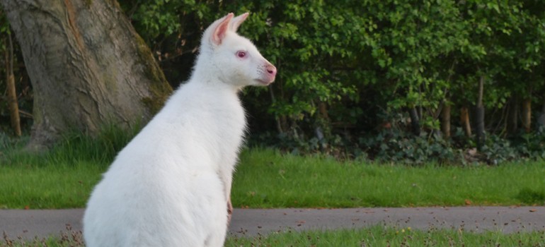 white wallaby